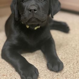 Labrador Retriever Puppies from Green Mountain Labradors