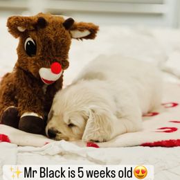 Mr Black - Light golden male Golden Retriever puppy in Pocatello, Idaho from Dusk View Golden Retrievers