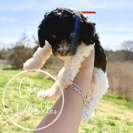 Orange - Tri-color female Bernedoodle puppy in Rockwall, Texas from Glory Doodles
