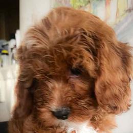 Mr Dark Green - Red male Cavapoo puppy in Maple Grove, Minnesota from Honey Bit Kennels