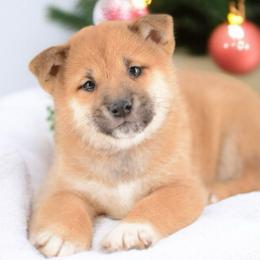Boy 1 - Red male Shiba Inu puppy in Neosho, Missouri from Sunny Terrace Shibas