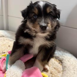 Black Tri Boy - Black tri male Miniature American Shepherd puppy in Lake Ariel, Pennsylvania from Dream’s Edge Farm