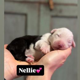 Nellie - Gray and white female Old English Sheepdog puppy in Bristol, Indiana from Ridgeruns OES
