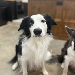 Tuff - Border Collie