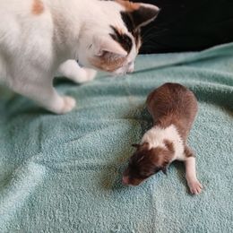 Ziggy Temporary Hold - Sable and white female Collie puppy in St Stephens, Wyoming from Desert Kennels