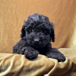 Tansy - Chocolate Australian Labradoodle puppy in Round Rock, Texas from North Austin Labradoodles
