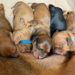 Candy cane - Red female Dachshund puppy in Bullard, Texas from Daschund Pups