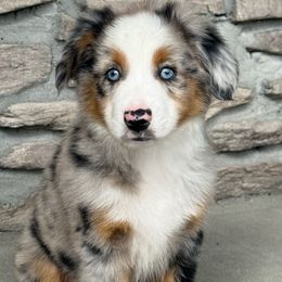 Oliver - Blue merle male Miniature Australian Shepherd puppy in Cunningham, Tennessee from Copper Creek Aussies