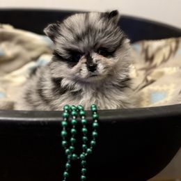 Merle Boy - Blue merle male Pomeranian puppy in Tyler, Texas from Aukland’s Poms