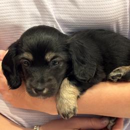 Hailey.   (Nickname for for photo ID) - Black and cream female Dachshund puppy in Rhode Island from FOSTERS FRENCHIES and DACHSHUNDS