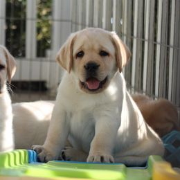 Labrador Retriever Puppies from Infinity Labradors