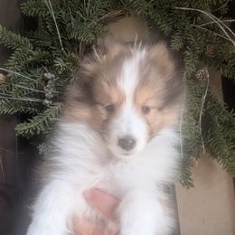 Shetland Sheepdog Puppies from Renegade Winds