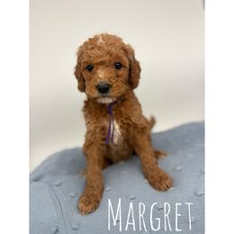 Margret - Red  female Goldendoodle puppy in Smithfield, Kentucky from KBK9 Kennels