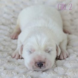 Purple collar - White female Great Pyrenees puppy in Yakima, Washington from Naches Heights Ranch