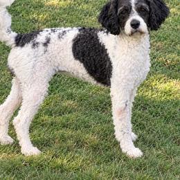 Lola - Cavapoo