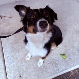 Saanvi - Australian Shepherd