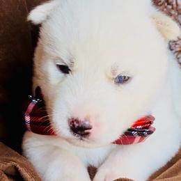 Neo - White male Siberian Husky puppy in Atlanta, Georgia from Lobban Huskies
