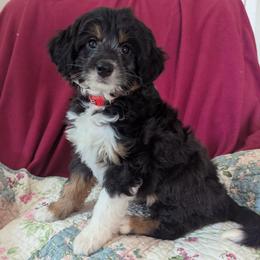 Kalispell - female Australian Mountain Doodle puppy in Placerville, California from Quartz Mountain Doodles