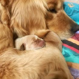 Golden Retriever Puppies from Glacier Goldens