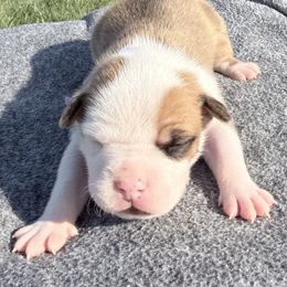 Feta - Red female American Staffordshire Terrier puppy in Franklin County, Vermont from Explicit Amstaffs Of New England