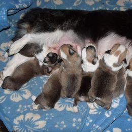 Pembroke Welsh Corgi Puppies from Timberside