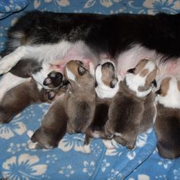 Pembroke Welsh Corgi Puppies from Timberside