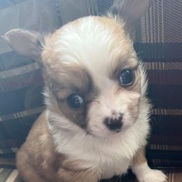Girl 1 - Chocolate and white Chihuahua puppy in Penn Laird, Virginia from Legally Blonde Chihuahua's