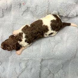 Cypress - Parti male Poodle puppy in Meadowbrook, California from Standard Poodle Pups