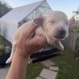 Dachshund Puppies from Honey Creek Dachshunds
