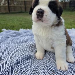 Gloria - Mahogany and white female Saint Bernard puppy in Brandon, South Dakota from Split Rock Saints