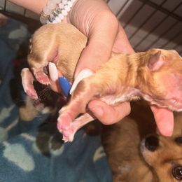 Boy 1 - Red Pomeranian puppy in Cherokee Village, Arkansas from Pomeranian