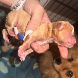Boy 1 - Red Pomeranian puppy in Cherokee Village, Arkansas from Pomeranian