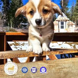Miss Hannah - Red female Pembroke Welsh Corgi puppy in Fortine, Montana from North Star Pembroke Welsh Corgi's