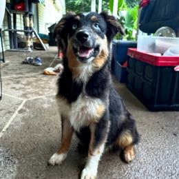Lady Bird - Black tri-color female Australian Shepherd puppy in Albertville, Alabama from Salt Creek Aussies