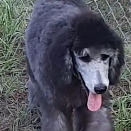 Dr blue collar - Black female Poodle puppy in Hernando, Florida from Loveablepoodles