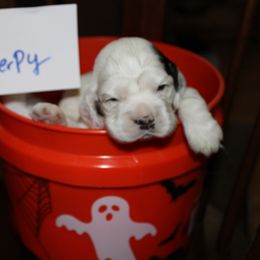 Derby - Black and white male Cocker Spaniel puppy in Hickory, North Carolina from Home Grown Cocker Spaniels