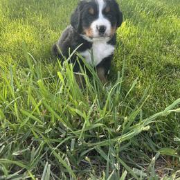 Bernese Mountain Dog Puppies from Purple Sage Puppies Bernese Mountain Dogs