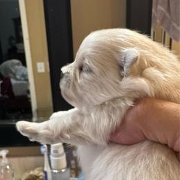 Boy 2 - White male Pomeranian puppy in Cullman, Alabama from Dixie Darlings Pomeranians