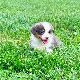 Mary - Blue female Pembroke Welsh Corgi puppy in Ashland, Ohio from SS Australian Shepherds