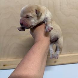 Boy 1 - Yellow male Labrador Retriever puppy in Strafford, New Hampshire from Alley Rock Labradors, LLC