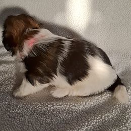 Shih Tzu Puppies from Terri Geiser-Gilchrist