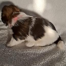 Shih Tzu Puppies from Terri Geiser-Gilchrist