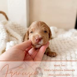 Cisco - Apricot male Goldendoodle puppy in California City, California from Summer Sun Doodles