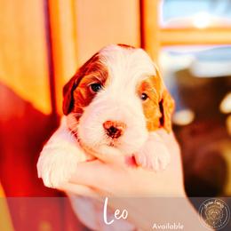 Leo - Parti male Goldendoodle puppy in Mahomet, Illinois from Jordan Family Doodles