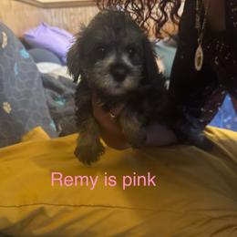 Remy (pink collar) - Liver female Miniature Schnauzer puppy in Chicago, Illinois from Cuddly Cutts Pets