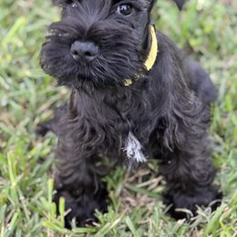Miniature Schnauzer Puppies from Southern Charm Miniature Schnauzers