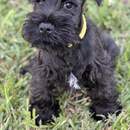 Miniature Schnauzer Puppies from Southern Charm Miniature Schnauzers