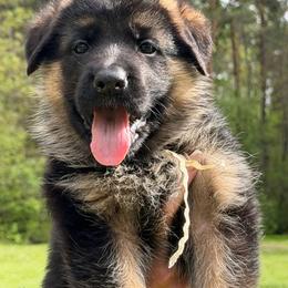 Capri - Black and red female German Shepherd puppy in Harvard, Illinois from Aus Dem Meer German Shepherds