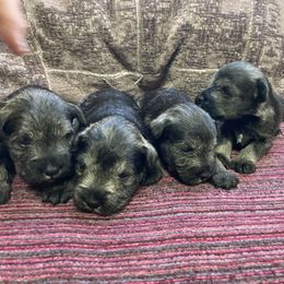 Girl 2 - Salt and pepper female Miniature Schnauzer puppy in Duncannon, Pennsylvania from Shazzam of Oz