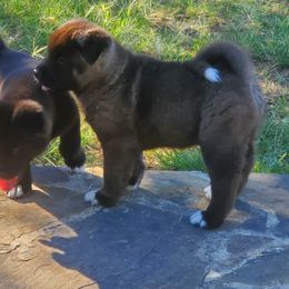 Akita Puppies from Folklore Akitas